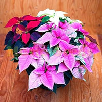 Mixed poinsettia blume samen for anpflanzung - bright blooms, heirloom & gmo free samen for home garten
 
 sale for anpflanzung in home garten