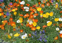 Nudicaule blume samen for anpflanzung fragrant blossoms heirloom & gmo free samen for home garten 
 
 sale for anpflanzung in home garten