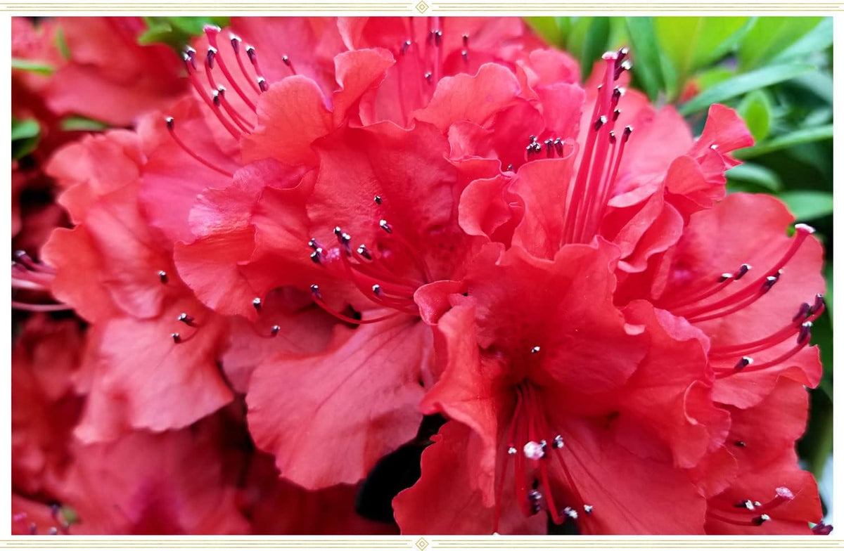 Rot azaleas blume samen for anpflanzung - cut blume favorite, heirloom & gmo free samen for home garten
 
 sale for anpflanzung in home garten