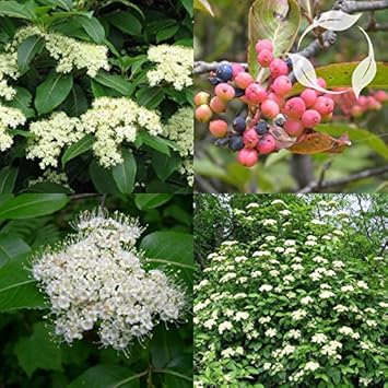 Weiß arrowwood blume samen for anpflanzung - easy to grow, heirloom & gmo free samen for home garten
 
 sale for anpflanzung in home garten