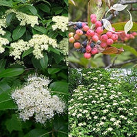 Weiß arrowwood blume samen for anpflanzung - easy to grow, heirloom & gmo free samen for home garten
 
 sale for anpflanzung in home garten