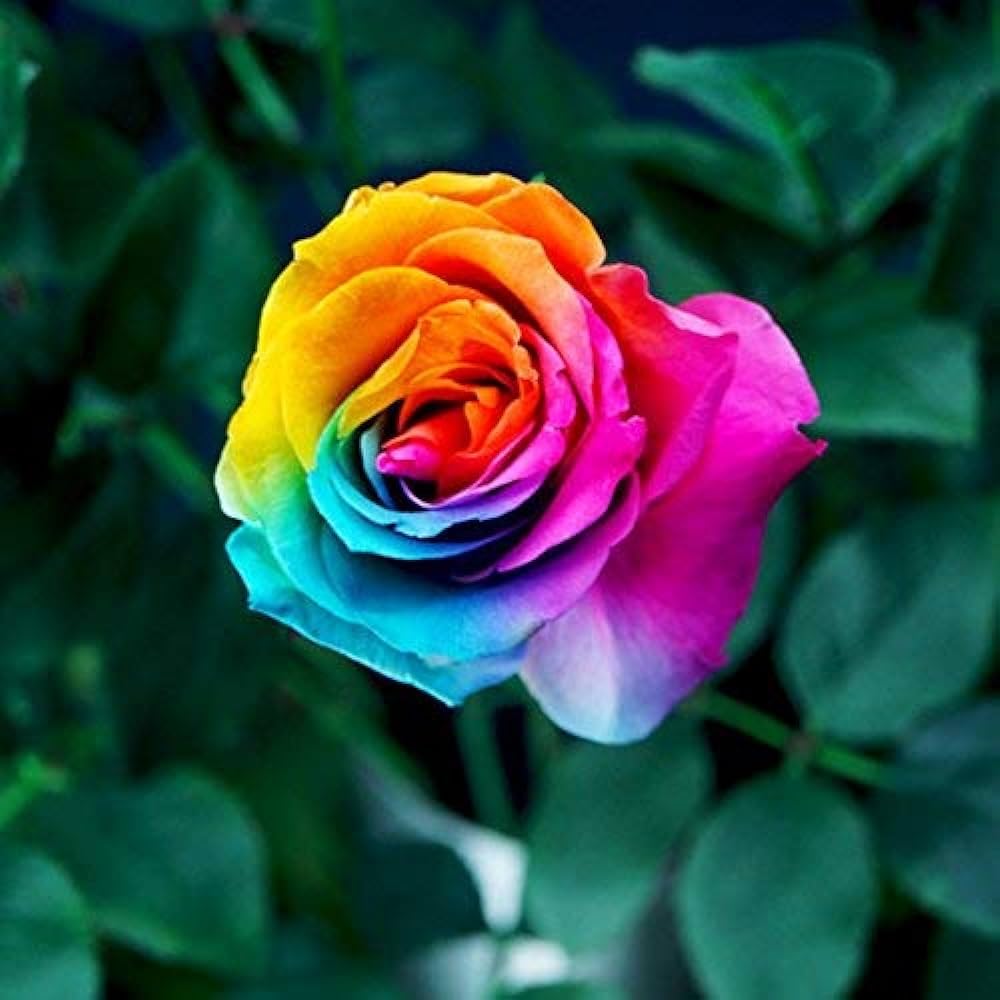 Rainbow Rose Rosa hybrida Samen zur Aussaat Balcony und Landhaus Garten