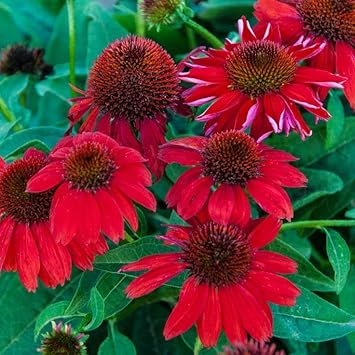 Rot coneflower blume samen for anpflanzung - sun loving, heirloom & gmo free samen for home garten
sale samen for anpflanzung in home garten