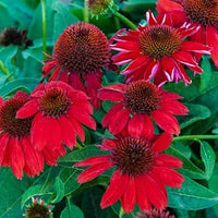 Rot coneflower blume samen for anpflanzung - sun loving, heirloom & gmo free samen for home garten
 
 sale samen for anpflanzung in home garten