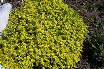 Gelb stonecrop blume samen for anpflanzung - garten favorite, heirloom & gmo free samen for home garten
 
 sale for anpflanzung in home garten.