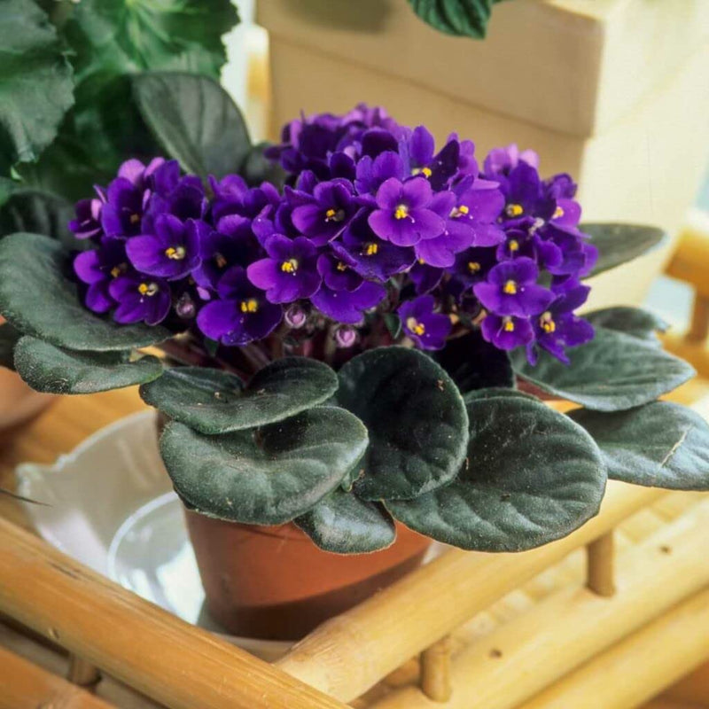 Traditionssorte African Violett Blumensamen zur Aussaat pflegeleicht Traditionssorte & ohne Gentechnik Samen Hausgarten