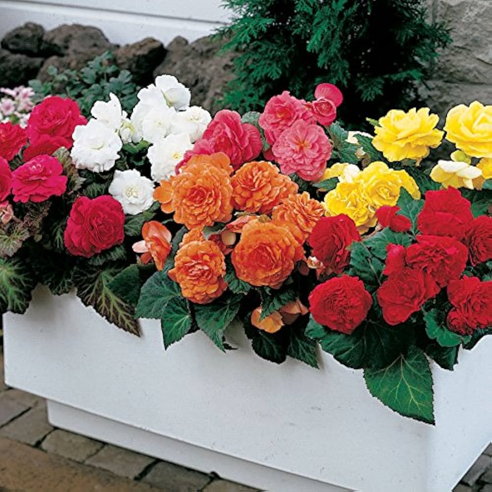 Begonie Samen zur Aussaat Blume Beet Hausgarten