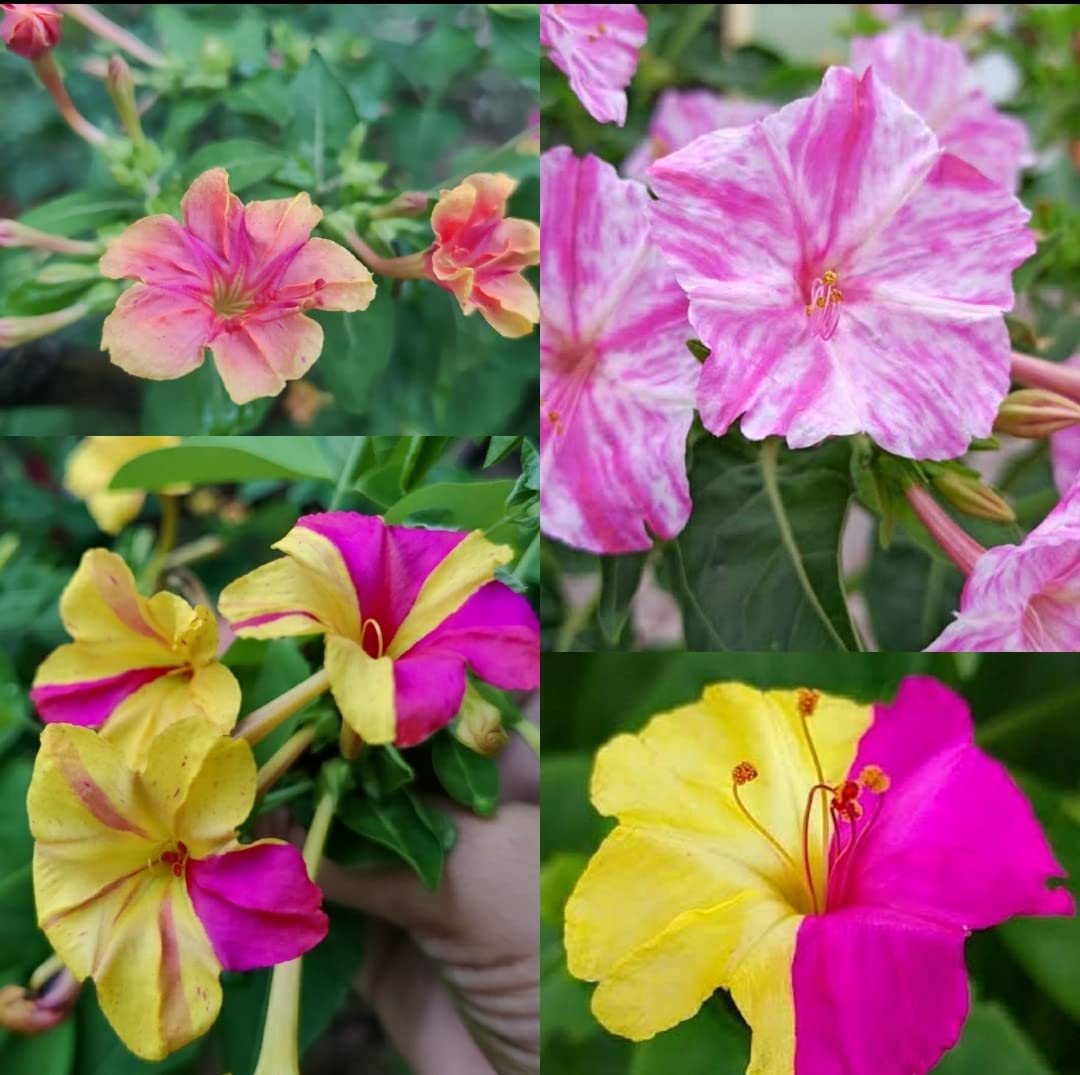 Mirabilis Blumensamen zur Aussaat kompakt Wuchs Traditionssorte & ohne Gentechnik Samen Hausgarten