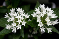 Weiß Pentas Starla Blume Aussaat – Samen Brightening Garten Blüten