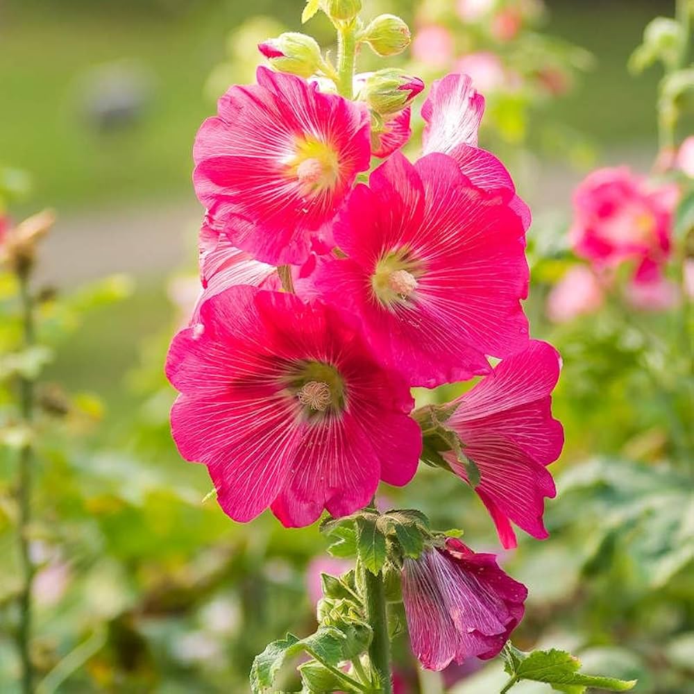 Stockrose Samen zur Aussaat Alcea rosea backyard Gärten und Blume fences
