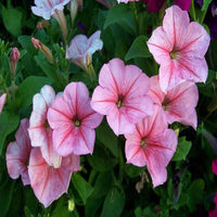 Pelleted Appleblossom Dreams Petunie Samen