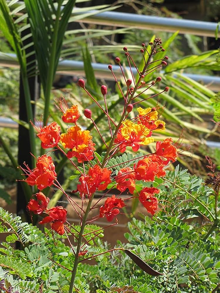 Caesalpinia Gilliesii Samen zur Aussaat Blume Beet