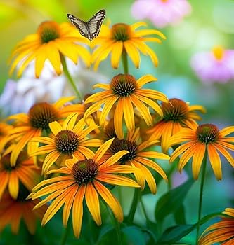 Cutleaf ConeFlower Samen zur Aussaat – Landhaus Garten wichtig – Traditionssorte & ohne Gentechnik Samen Hausgarten