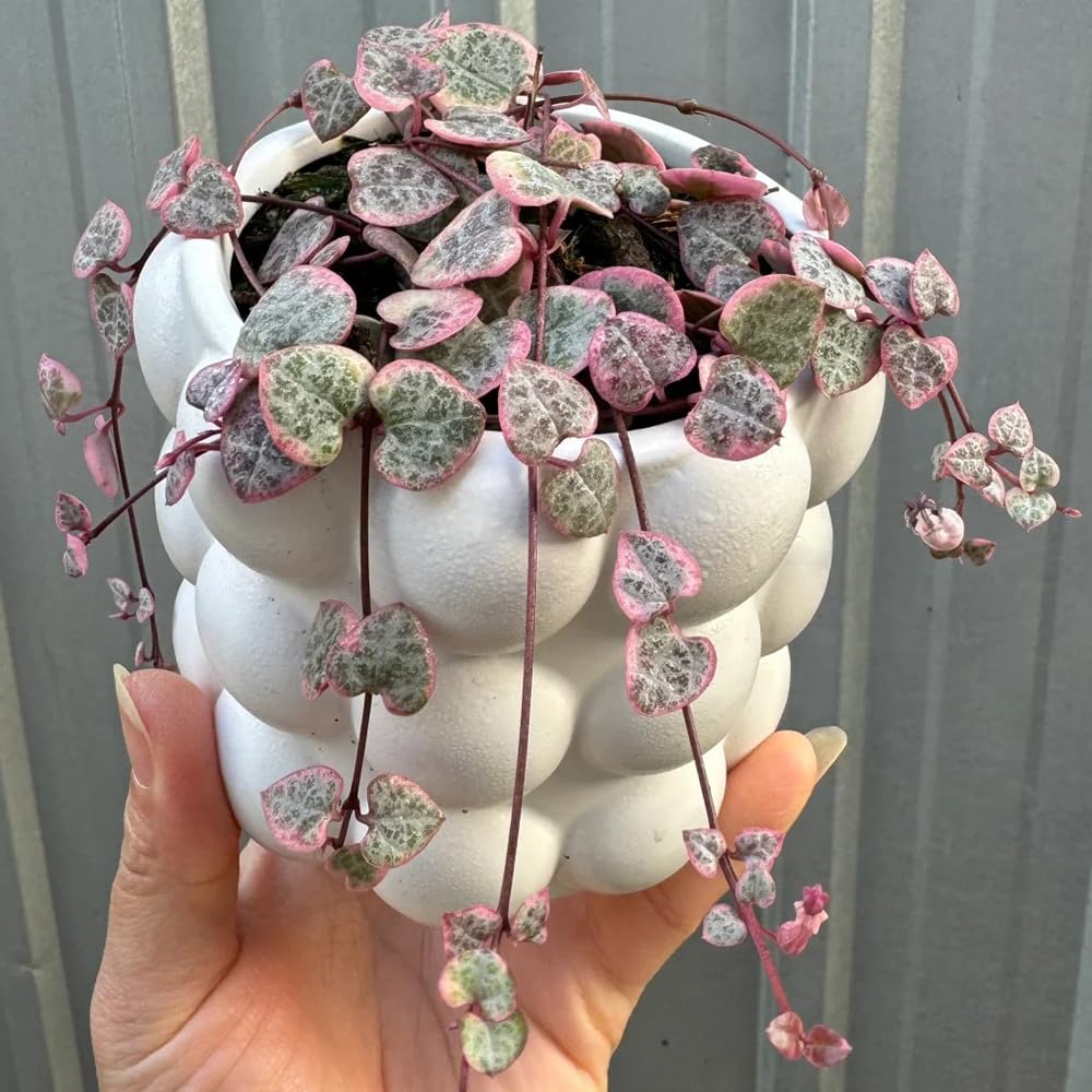kaufen ceropegia pflanze pflanzung samen collection Stück, 100 Stück