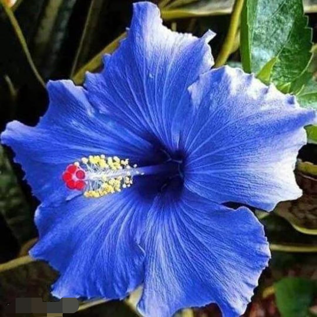 Blau Weiß Hibiskus Blumensamen zur Aussaat sonnenliebend Traditionssorte & ohne Gentechnik Samen Hausgarten