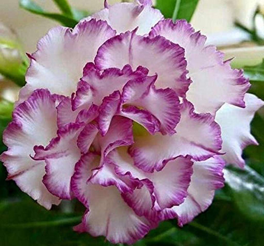 Weiß Lila Wüstenrose Blumensamen zur Aussaat saisonal Dauerblüher Traditionssorte & ohne Gentechnik Samen Hausgarten