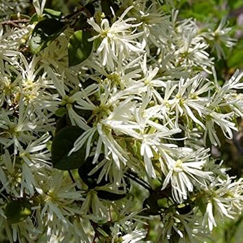 Weiß loropetalum blume samen for anpflanzung - low maintenance, heirloom & gmo free samen for home garten
 
 sale samen for anpflanzung in home garten