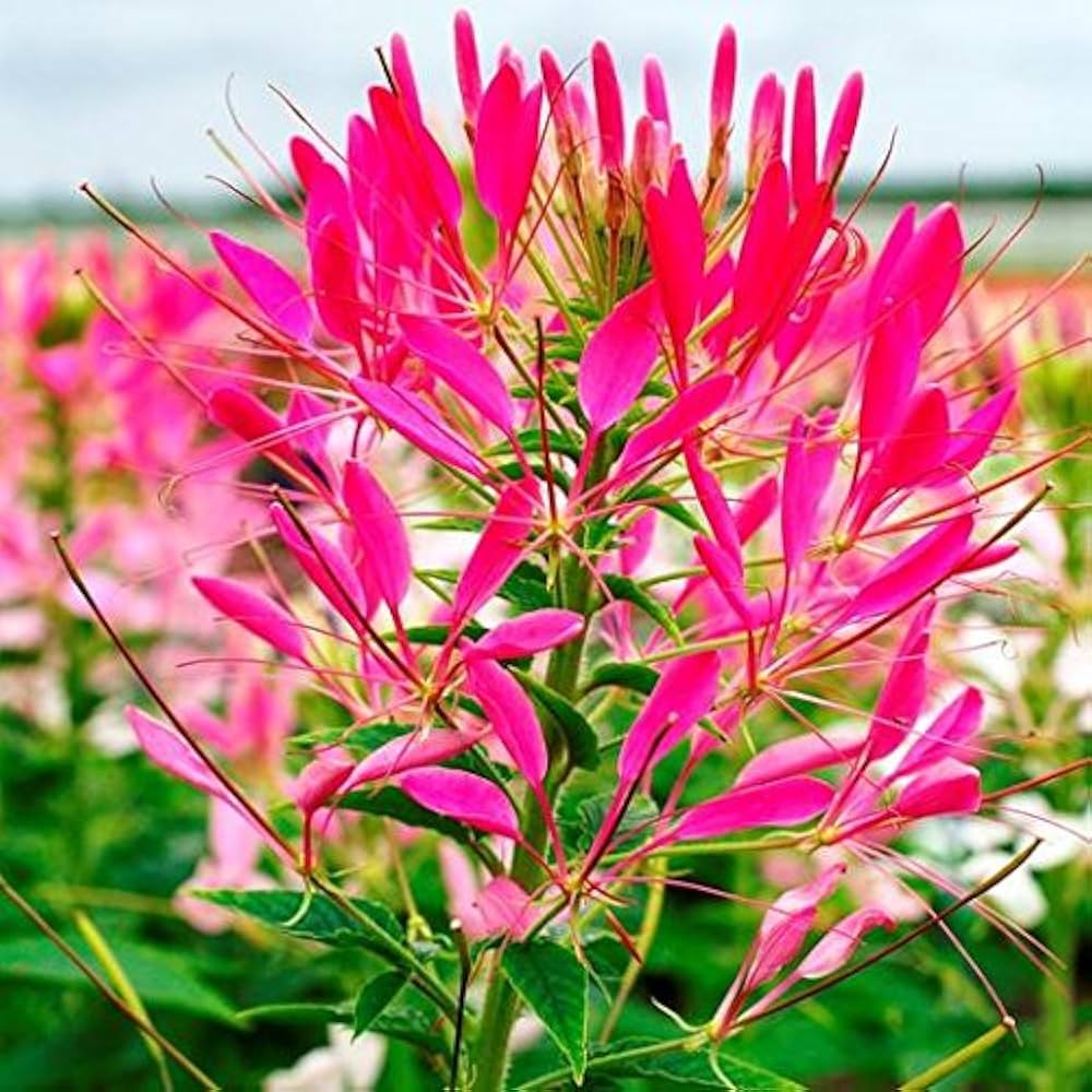 Cleome Blumensamen zur Aussaat Halbschatten verträglich Traditionssorte & ohne Gentechnik Samen Hausgarten