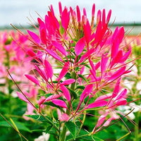 Cleome Blumensamen zur Aussaat Halbschatten verträglich Traditionssorte & ohne Gentechnik Samen Hausgarten