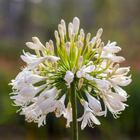 Agapanthus Blumensamen zur Aussaat – Bestäuber freundlich – Traditionssorte & ohne Gentechnik Samen Hausgarten