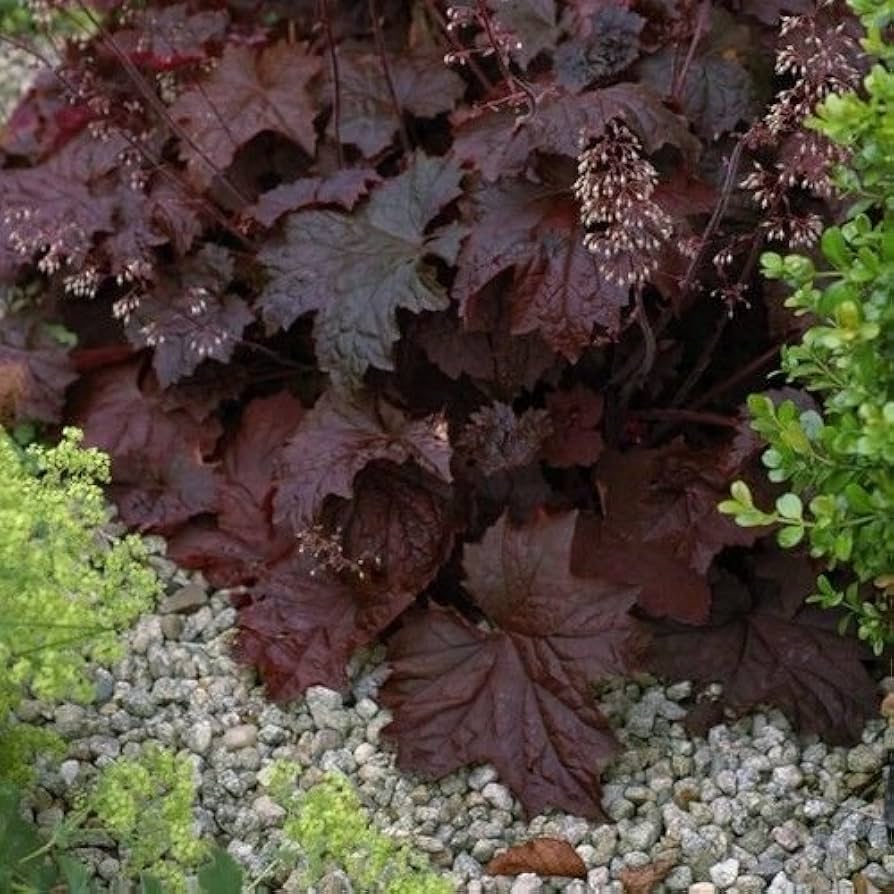 Heuchera micrantha palace lila for anpflanzung in shade garten