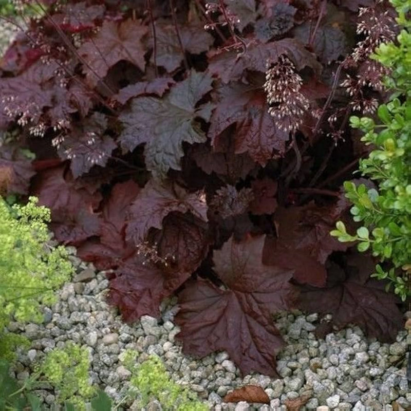 Heuchera micrantha palace lila for anpflanzung in shade garten