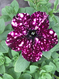 Petunie Baum Petunie spp. Samen zur Aussaat – ideal Blume Beet & Urban Garten