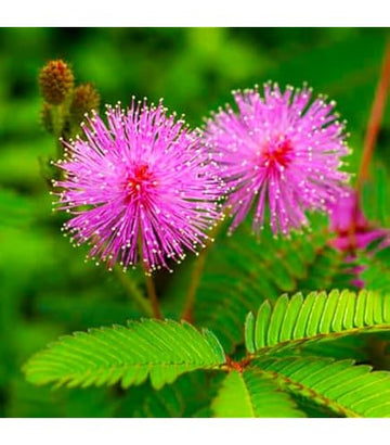 Mimosa Blumensamen zur Aussaat – sonnenliebend – Traditionssorte & ohne Gentechnik Samen Hausgarten