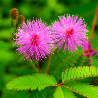 Mimosa Pudica Blumensamen zur Aussaat Drought verträglich Traditionssorte & ohne Gentechnik Samen Hausgarten