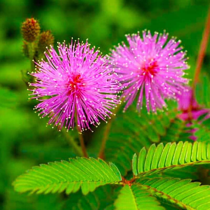 Plantas Sensibles Blumensamen zur Aussaat – robust Sorte – Traditionssorte & ohne Gentechnik Samen Hausgarten