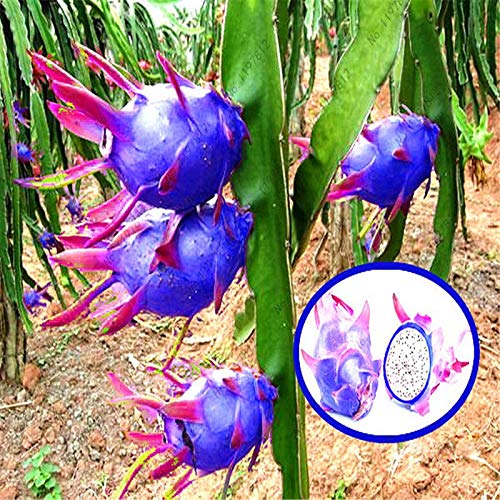 Semi di pitaya blu cielo facili da piantare
