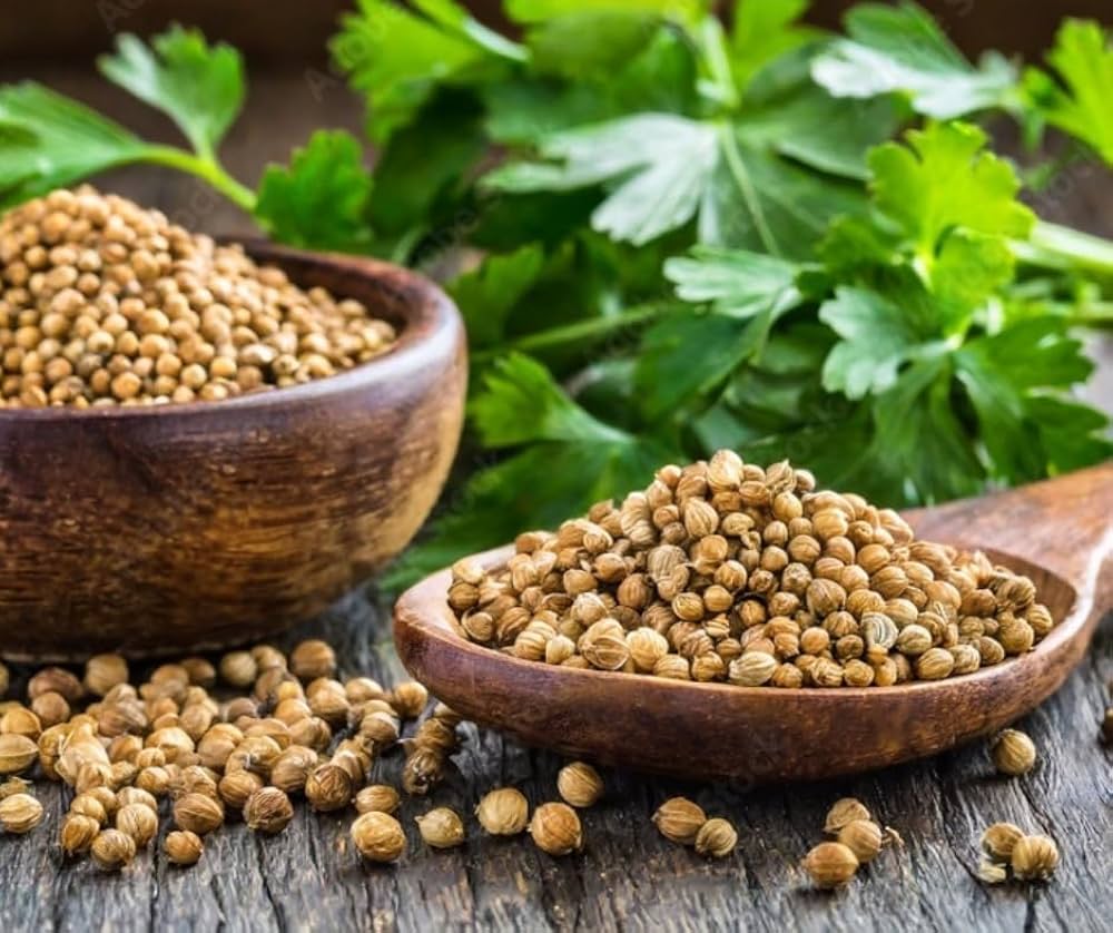 kaufen green cilantro coriander pflanze pflanzung samen Stück, 100 Stück