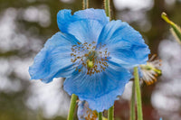 Himalaya-Mohn Hensol Violett Mohn Samen zur Aussaat Blume Beet