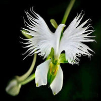 Orchidee Blumensamen zur Aussaat Drought verträglich Traditionssorte & ohne Gentechnik Samen Hausgarten