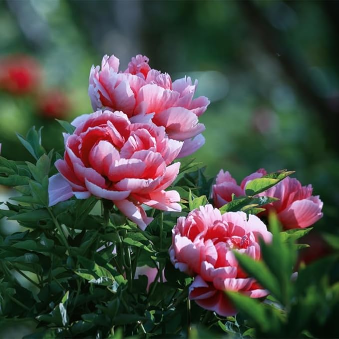 Pfingstrose Samen – Chinese Suffruticosa Blumensamen – Potted Pflanzen – Garten Pflanze
