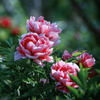 Pfingstrose Samen – Chinese Suffruticosa Blumensamen – Potted Pflanzen – Garten Pflanze