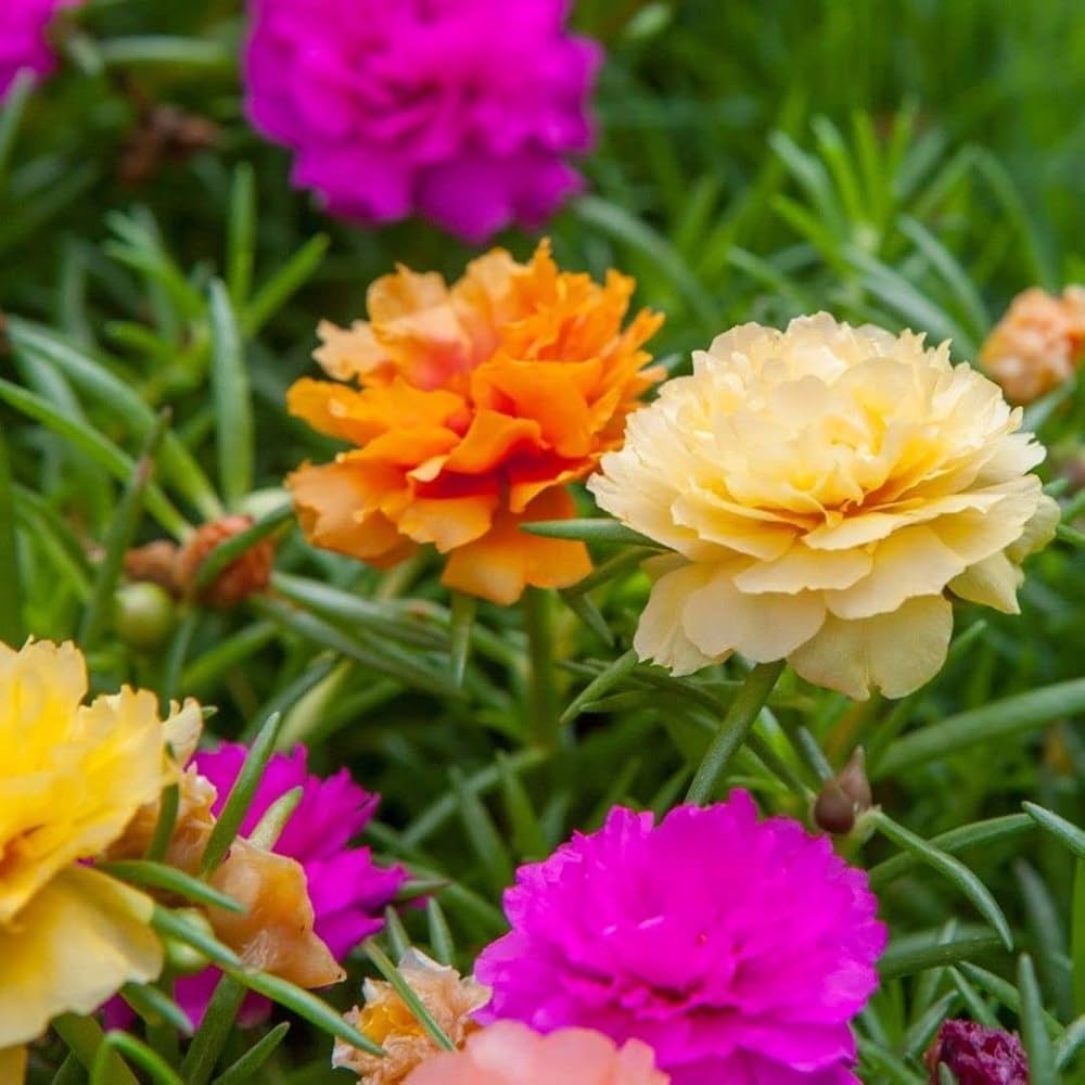 Portulaca Blumensamen zur Aussaat – Drought verträglich – Traditionssorte & ohne Gentechnik Samen Hausgarten