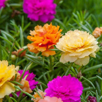 Portulaca Blumensamen zur Aussaat – Drought verträglich – Traditionssorte & ohne Gentechnik Samen Hausgarten