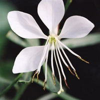 Gaura whirling mariposas blume samen - blume samen for anpflanzung - hardy variety, heirloom & gmo free samen for home garten
 
 sale for anpflanzung in home garten