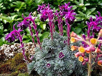 Lila saxifraga sempervivum blume samen for anpflanzung - compact growth, heirloom & gmo free samen for home garten
 
 sale samen for home garten