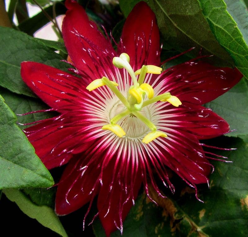 Rosa passion exotic blume samen (tst127)