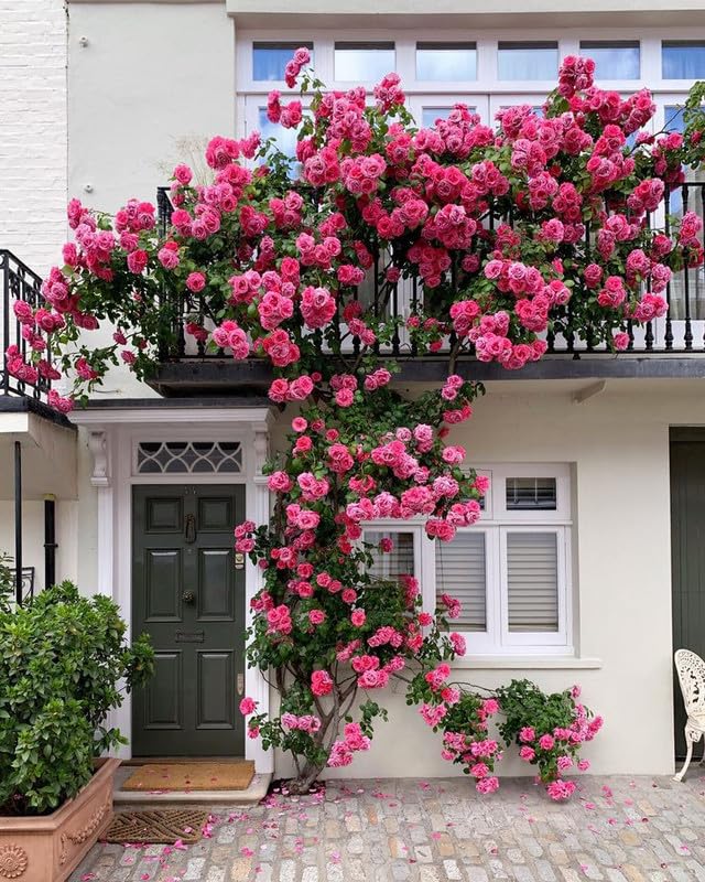 dunkel Rosa Rose Blumensamen kompakt Wuchs Traditionssorte & ohne Gentechnik Samen Hausgarten