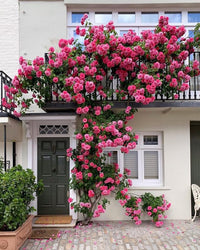 dunkel Rosa Rose Blumensamen kompakt Wuchs Traditionssorte & ohne Gentechnik Samen Hausgarten