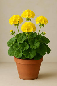 Gelb Pelargonium Blumensamen zur Aussaat – Wildblume Mischung – Traditionssorte & ohne Gentechnik Samen Hausgarten