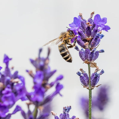 100 Stück