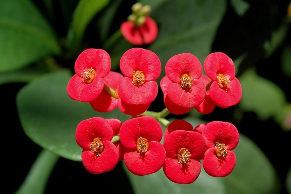 Milii Rot Blumensamen zur Aussaat – leuchtend Einjährige für Ihren Garten