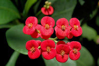 Milii Rot Blumensamen zur Aussaat – leuchtend Einjährige für Ihren Garten
