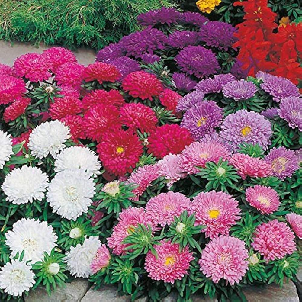zwergwüchsig Queen Mischung Aster Samen zur Aussaat Blume Beet