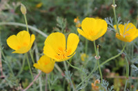 Eschscholzia blume samen for anpflanzung - hardy variety, heirloom & gmo free samen for home garten
 
 sale samen for anpflanzung in home garten
