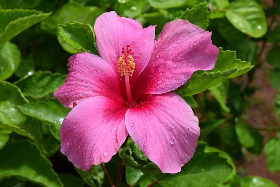 Hibiskus Rosa-Sinensis Blumensamen